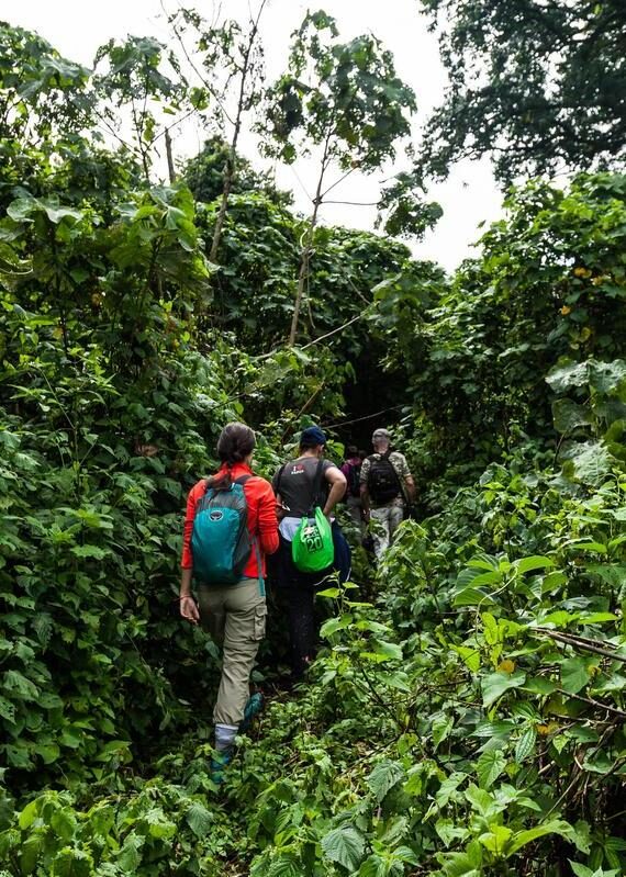 Hikers with backpacks walk along a dense jungle trail surrounded by vibrant green vines and tropical trees.