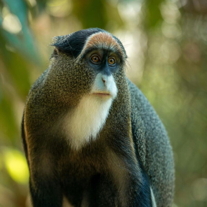 Close-up portrait of an L'Hoest's monkey with a distinctive white beard in a sunlit forest in Uganda.
