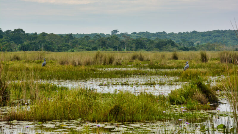 Two large shoebill storks standing in a vast, grassy wetland with purple water lilies and a distant forest line.