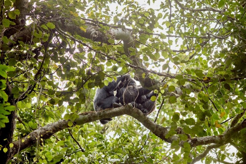 A group of chimpanzees sitting on a thick tree branch surrounded by lush green leaves in a forest canopy.