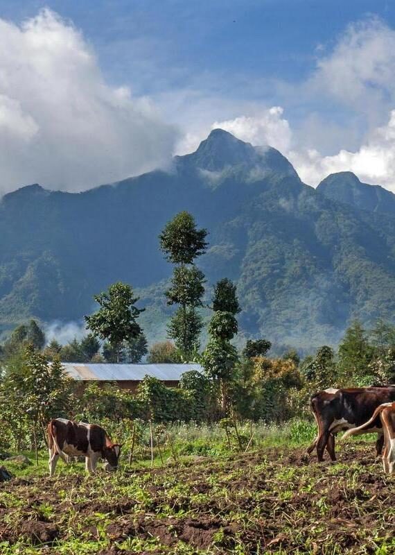 Cattle grazing in a rural field with the large, forested slopes of Mount Sabinyo rising behind them.