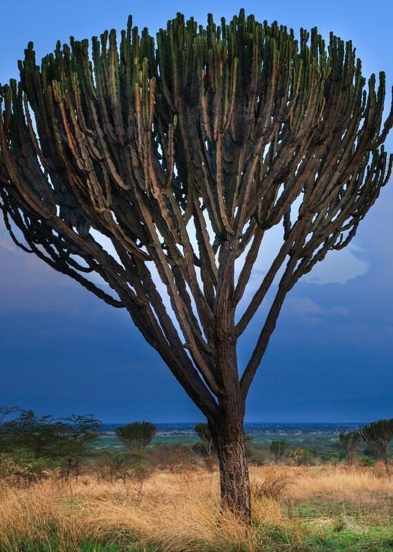 A tall succulent candelabra tree silhouetted against a blue evening sky in a grassy savanna landscape.