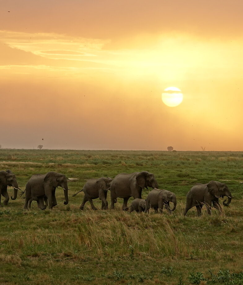A herd of elephants crossing the Linyanti in Chobe National Park at sunset and some lionesses in Moremi National Park in the tall grass with that calm, watchful look.