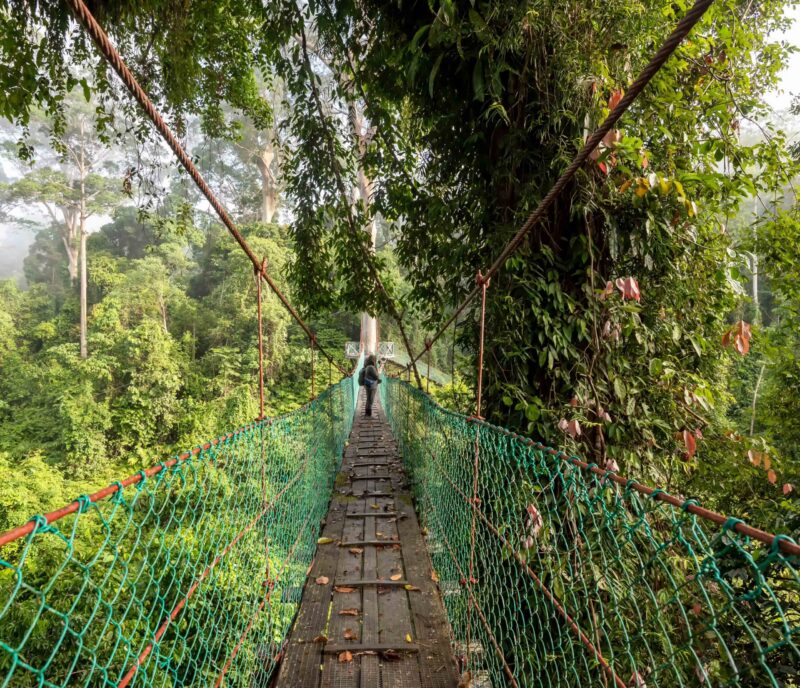 Unidentified people at Suspension bridge at treetop canopy walkway in Danum Valley primary jungle Lahad Datu Sabah Borneo Malaysia
