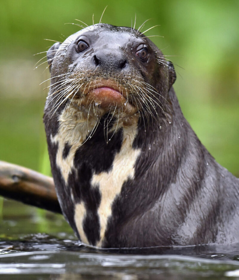 Giant otter in the water. Giant River Otter, Pteronura brasiliensis. Natural habitat. Brazil