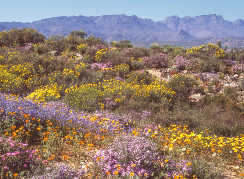 The Wild Flower Garden in the Ramskop Nature Reserve, in Clanwilliam in the Western Cape Province of South Africa, contains more than 350 species of wild flowers. The paths through the garden offer views of Clanwilliam Dam and the Cederberg mountains.