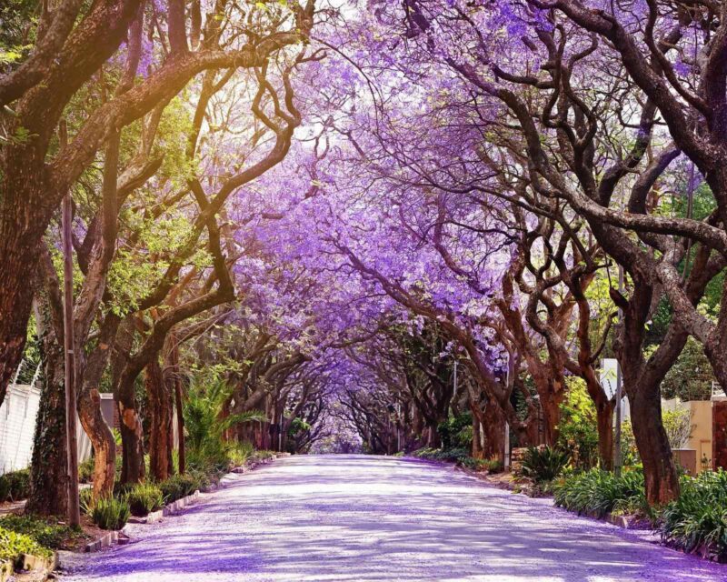 Path covered in purple blossoms from blooming Jacaranda trees in Johannesburg