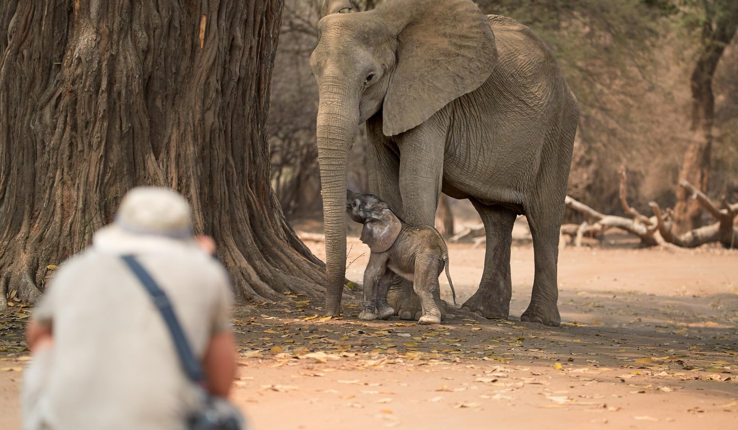 A person crouched on the ground photographing an adult elephant and her calf during a walking safari in Africa
