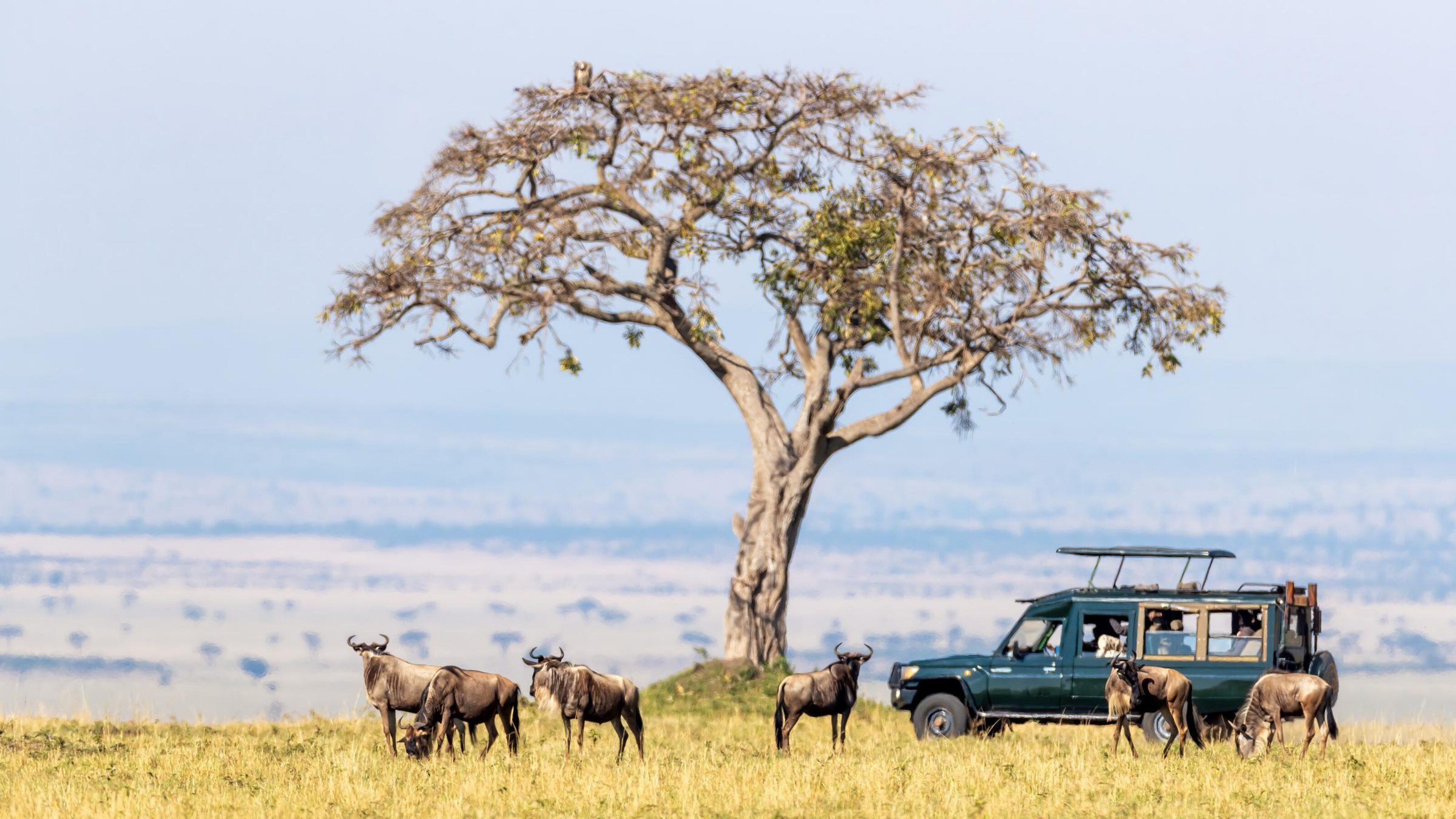 Tourists in a safari vehicle watching a small group of wildebeest on the Maasai Mara plains in Kenya