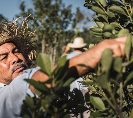 Learn traditional farming techniques from local experts