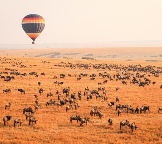View the Maasai Mara from above