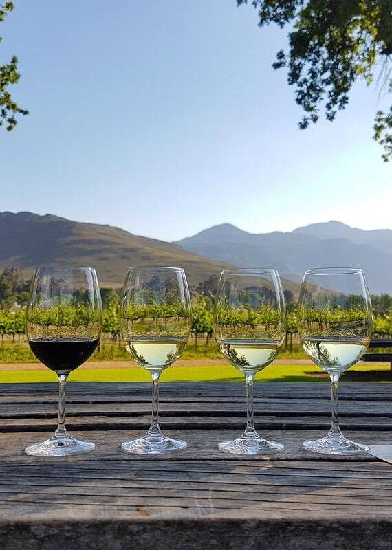 A row of one red and three white wine glasses for tasting, set against a background of vineyards and mountains.