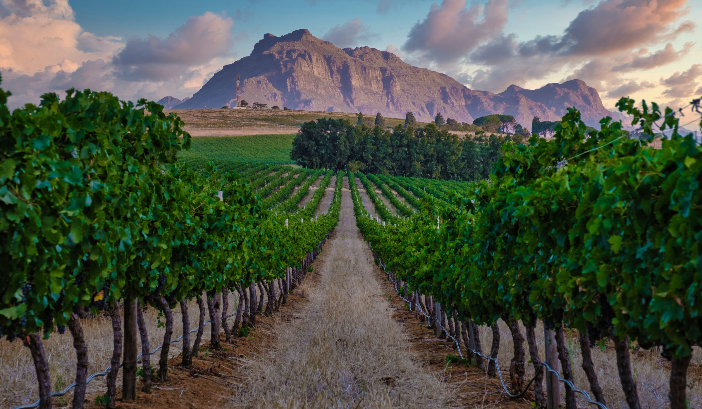 Lush green vineyard rows stretching toward a massive rock mountain during a sunset in Stellenbosch.