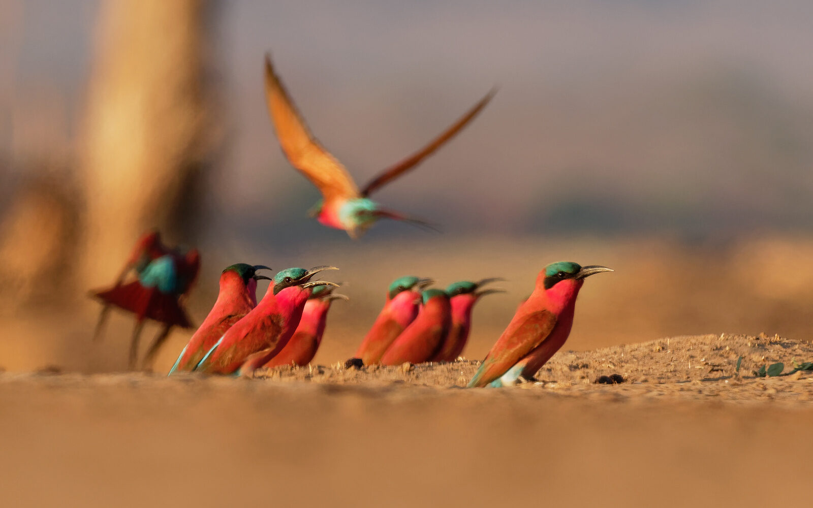 A vibrant flock of Southern carmine bee-eaters gathering on the ground in Botswana.