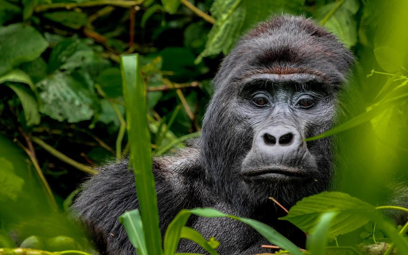 Close-up of a mountain gorilla in the Ugandan rainforest during a a wildlife trekking expedition.