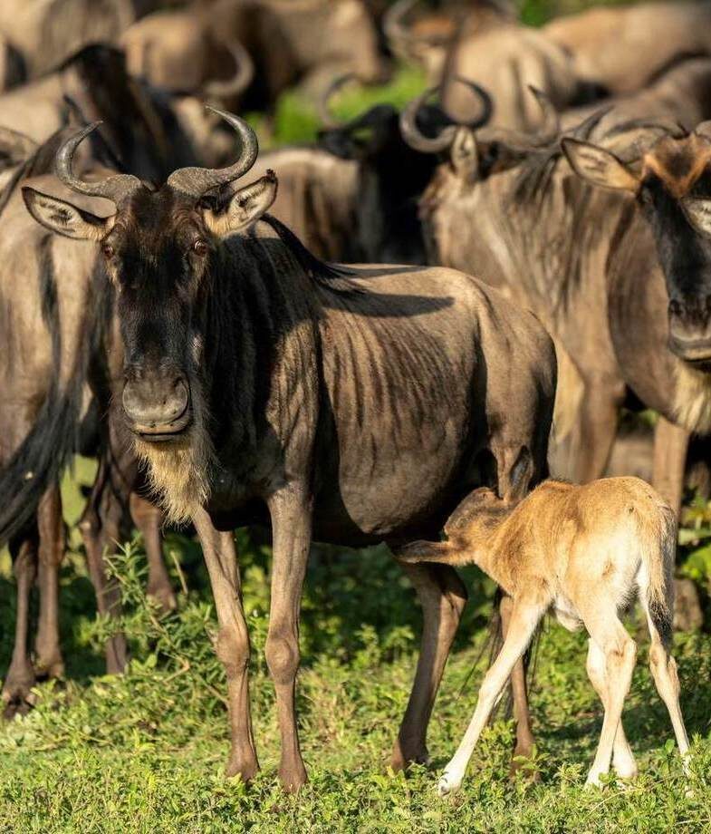 A young wildebeest calf nursing from its mother in Serengeti and an expansive aerial view of Cape Town featuring Table Mountain, Lionx27;s Head and the coastal city stadaium.