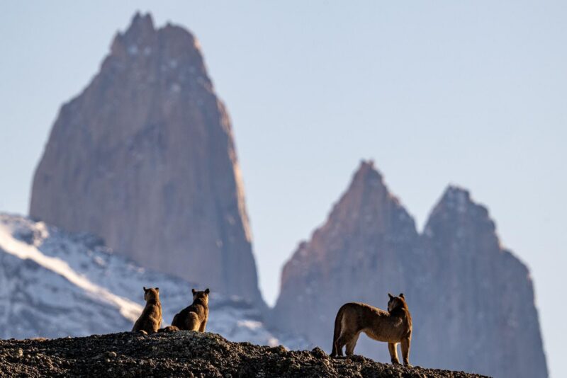 Pumas silhouetted in the shadow of Torres del Paine in Chile