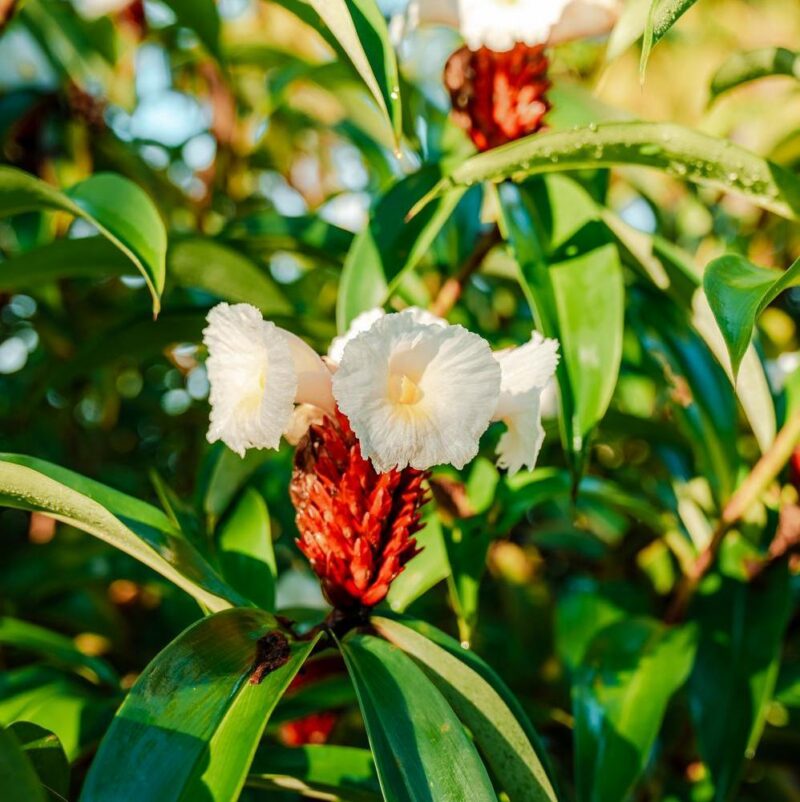 Close up of a white flower in the jungle in Costa Rica