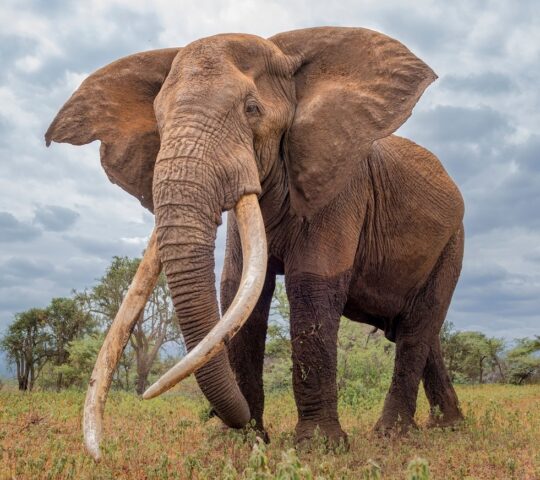 A 'super tusker' elephant in Amboseli