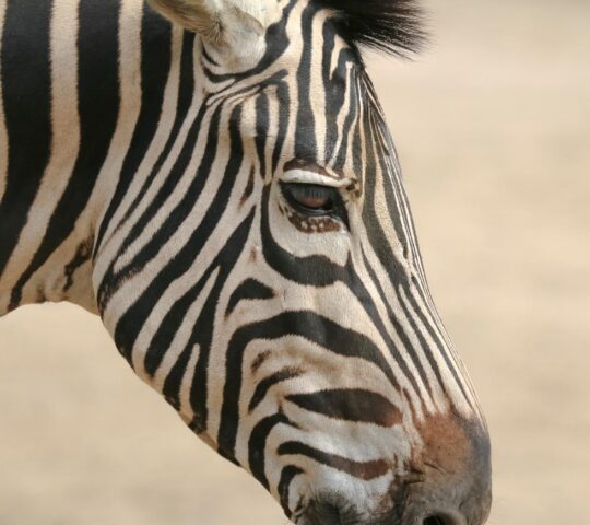 A significant number of the remaining Grevy's zebras live in the Laikipia Plateau