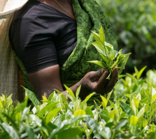 Exploring Ella’s tea country following the journey from hand-picked leaves to cup