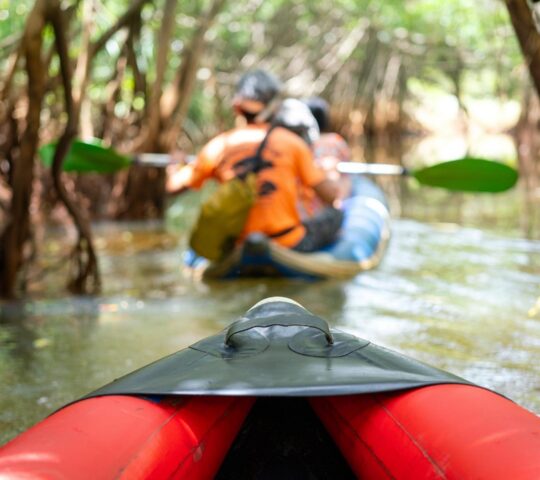 Kayaking through Sri Lanka’s mangrove forests, spotting endemic birds among tangled roots and waterways
