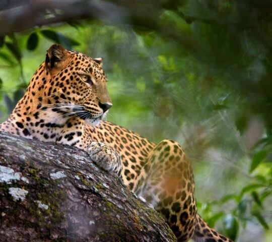 Following fresh tracks through Yala National Park in search of leopards