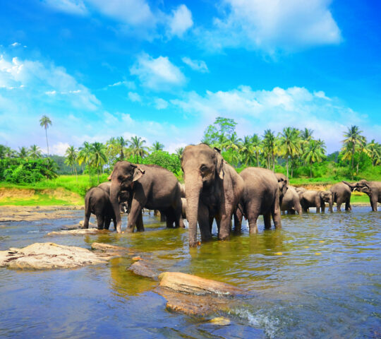 Watching wild elephants cross the river with a Smithsonian field researcher, gaining insight into their behaviour and conservation