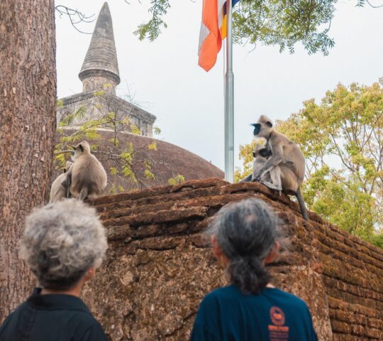 Exploring the ruins of medieval Polonnaruwa, where monkeys use the ancient stone stupas as lookout points