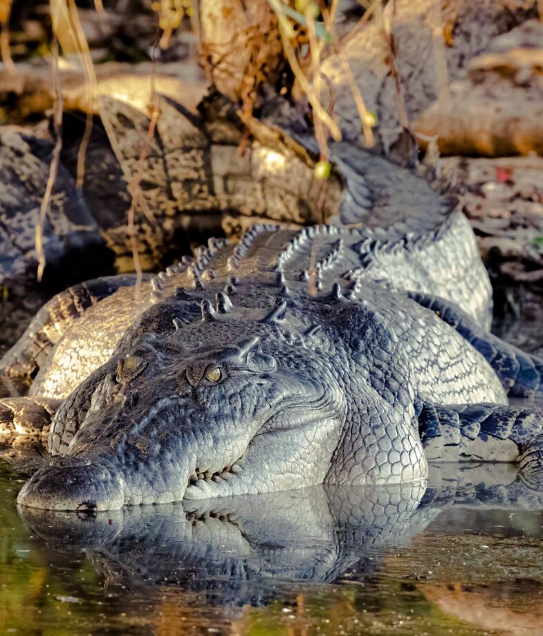 An Australian green tree frog clings to a branch in Daintree Rainforest and A freshwater crocodile wallows in Kakadu National Park.