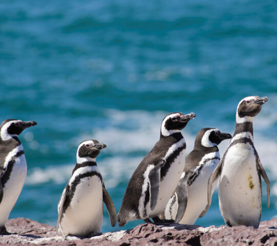 You'll find numerous penguin colonies along the shoreline