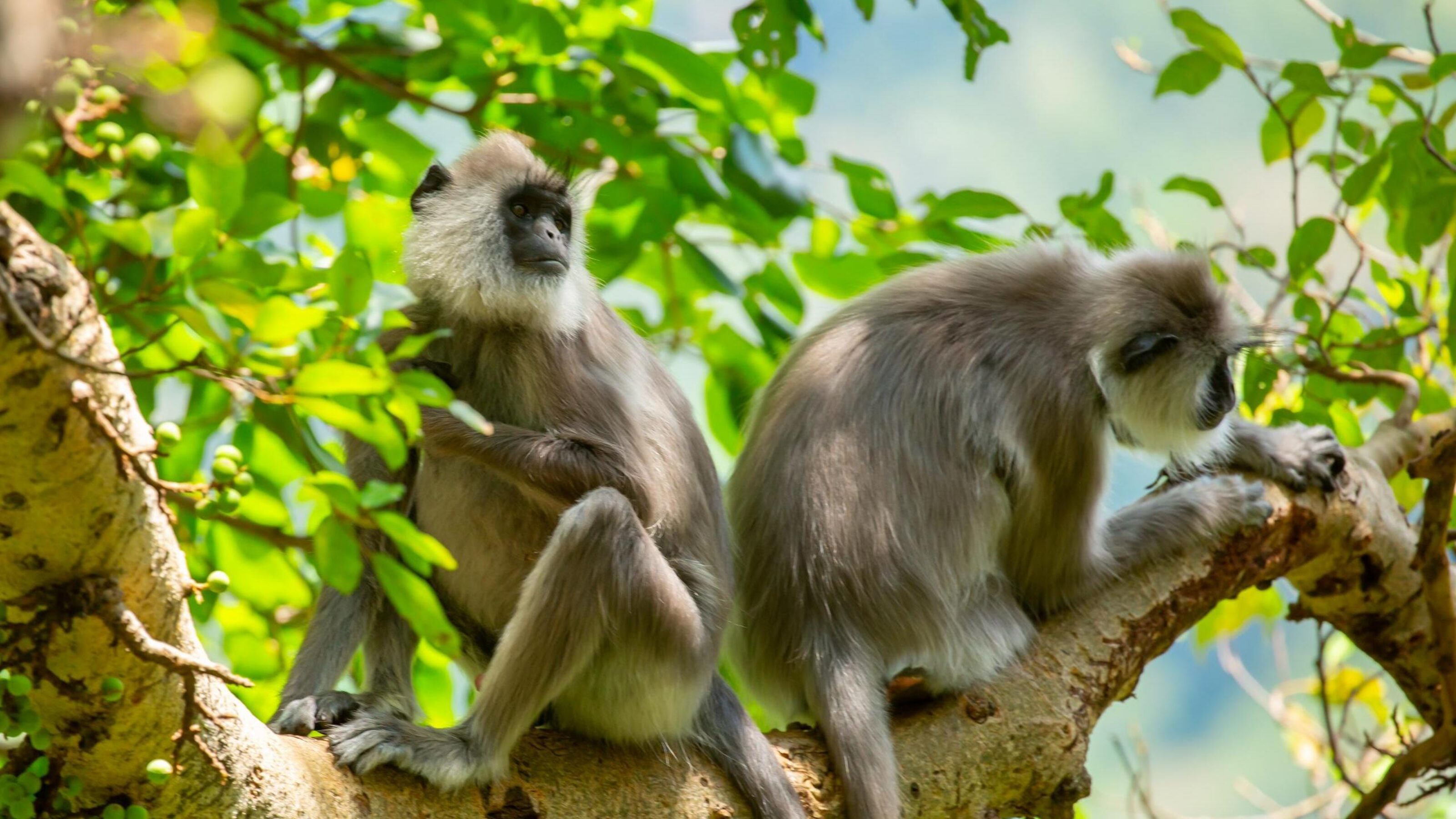 Two grey langur monkeys perched on a tree limb surrounded by bright green leaves in the jungle.