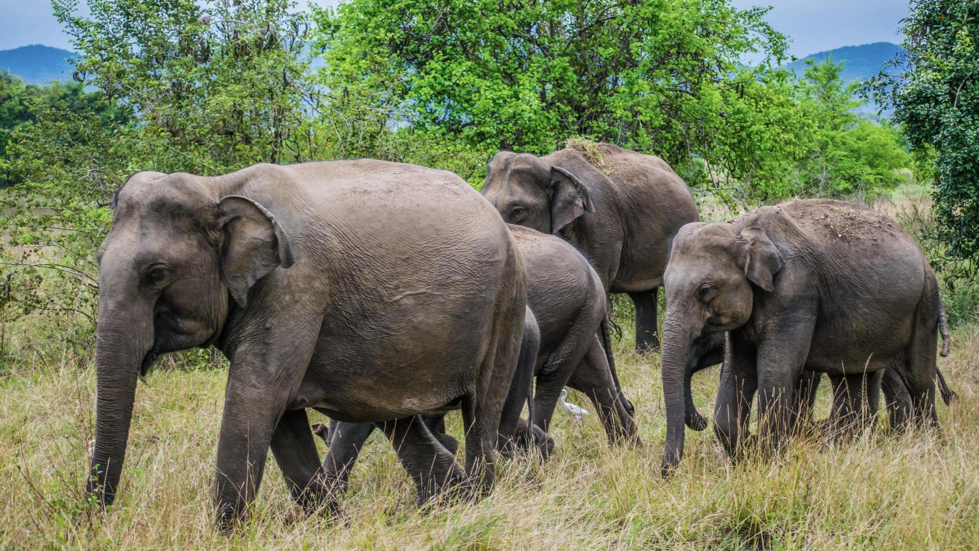 Several wild elephants walking through a grassy field with green trees in the background.