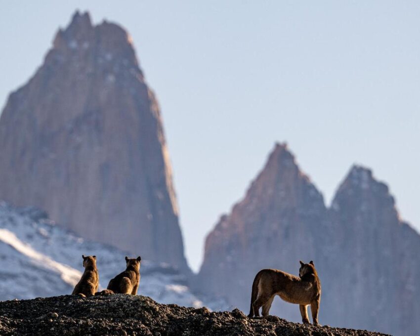 Puma tracking in Torres del Paine