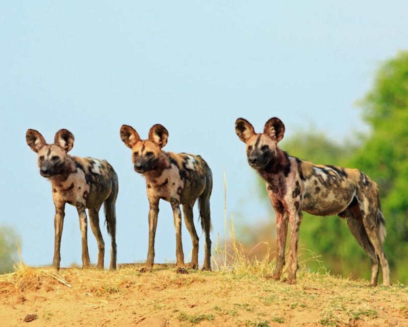 Three painted dogs with large rounded ears stand on a dirt hill under a pale blue sky.