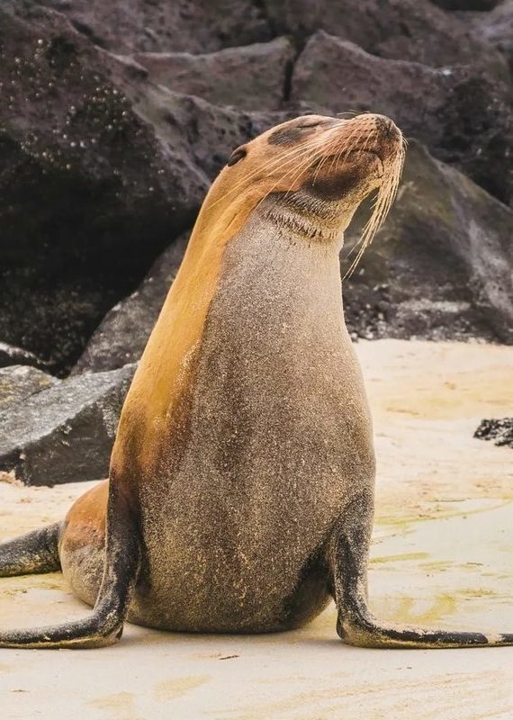 A sea lion with wet, sandy fur sits on a white sand beach with its nose pointed upward toward the sky.
