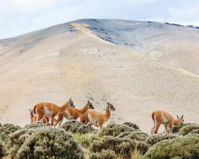Several light-brown guanacos stand and graze on a scrubby hillside in front of a massive, rounded mountain.