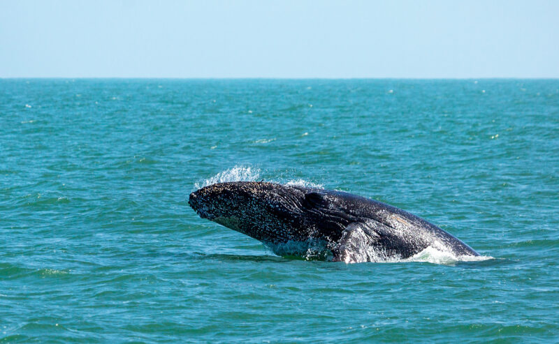 A large humpback whale emerges from the blue ocean water, creating a splash against a clear horizon.