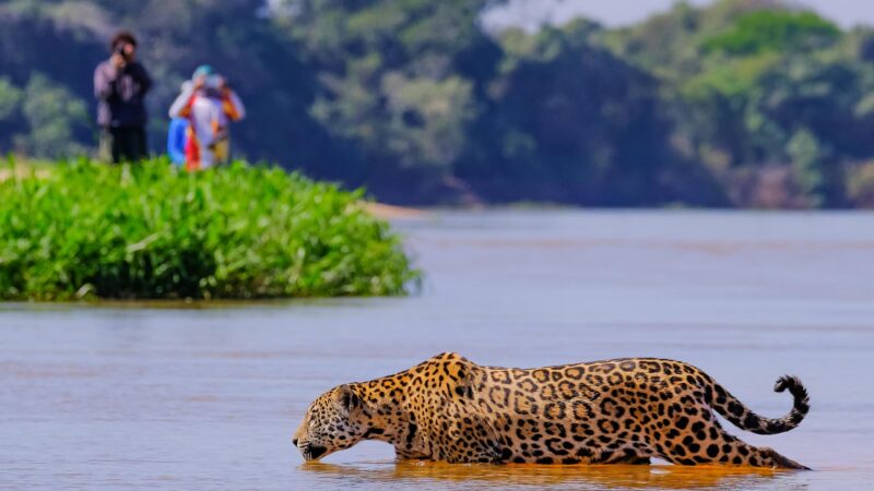 A jaguar walks through shallow river water with lush green riverbanks and distant observers in the background.