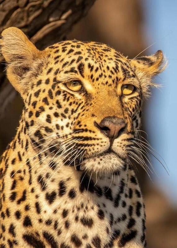 A detailed headshot of a leopard with golden-yellow eyes and black spots on tan fur, looking forward.