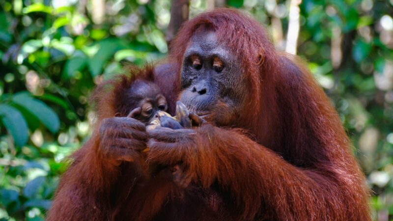 A close-up of a mother orangutan and her small baby holding fruit together in a leafy green jungle.