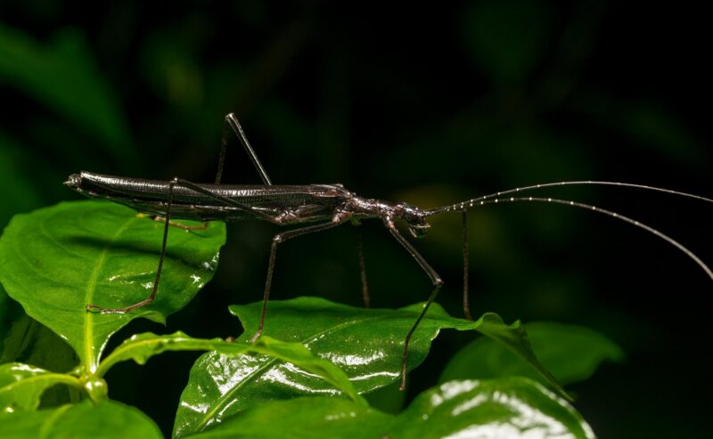 A slender, dark brown stick insect with long antennae rests on wet green leaves against a black background.