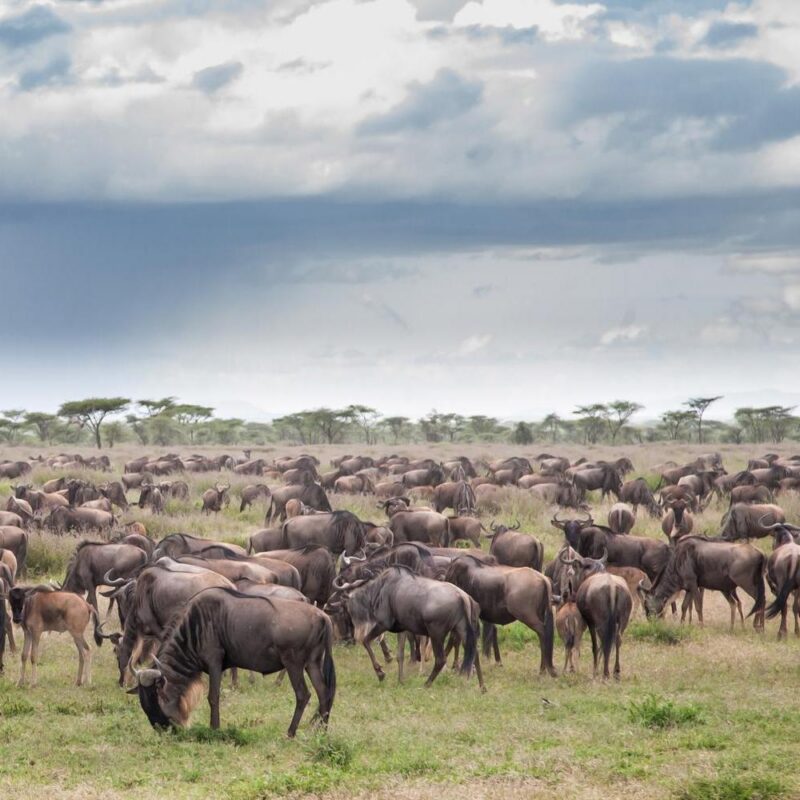 A large herd of wildebeest spreads across a grassy plain with scattered trees under a grey, overcast sky.