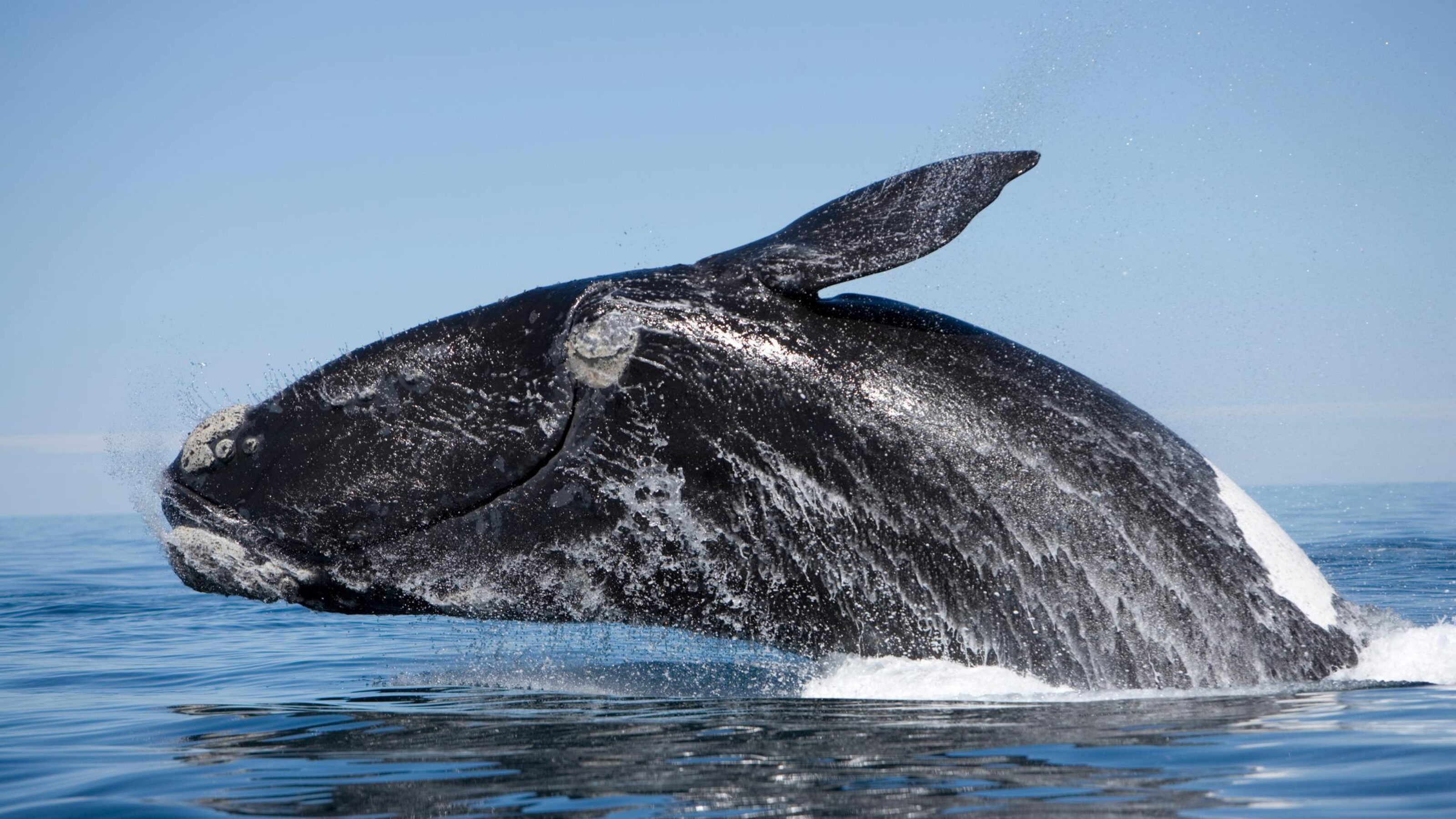 A southern right whale breaching the water in Peninsula Valdes