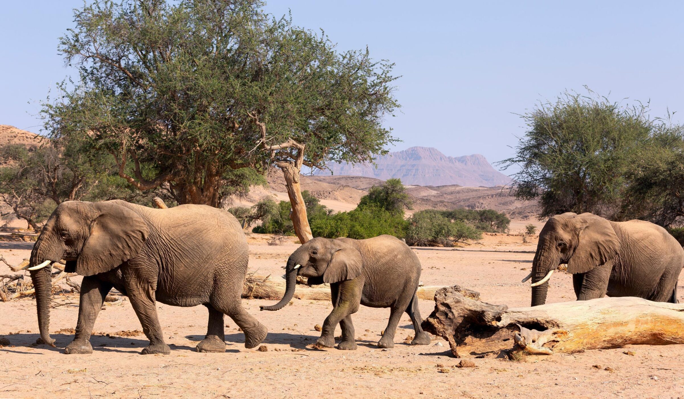 Three elephants walking in a line across a dry, sandy savanna with trees and mountains in the background.