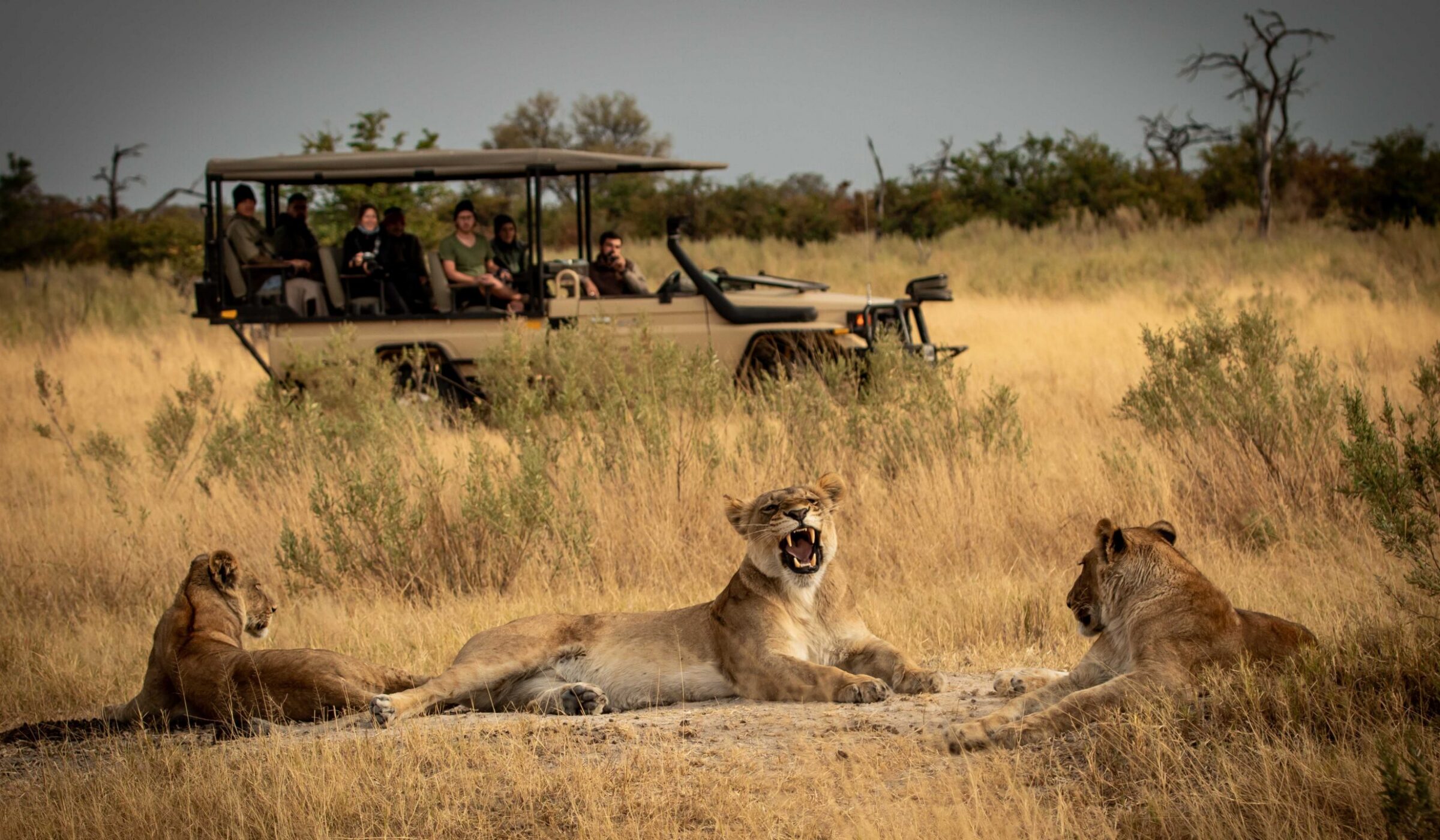 Safaris