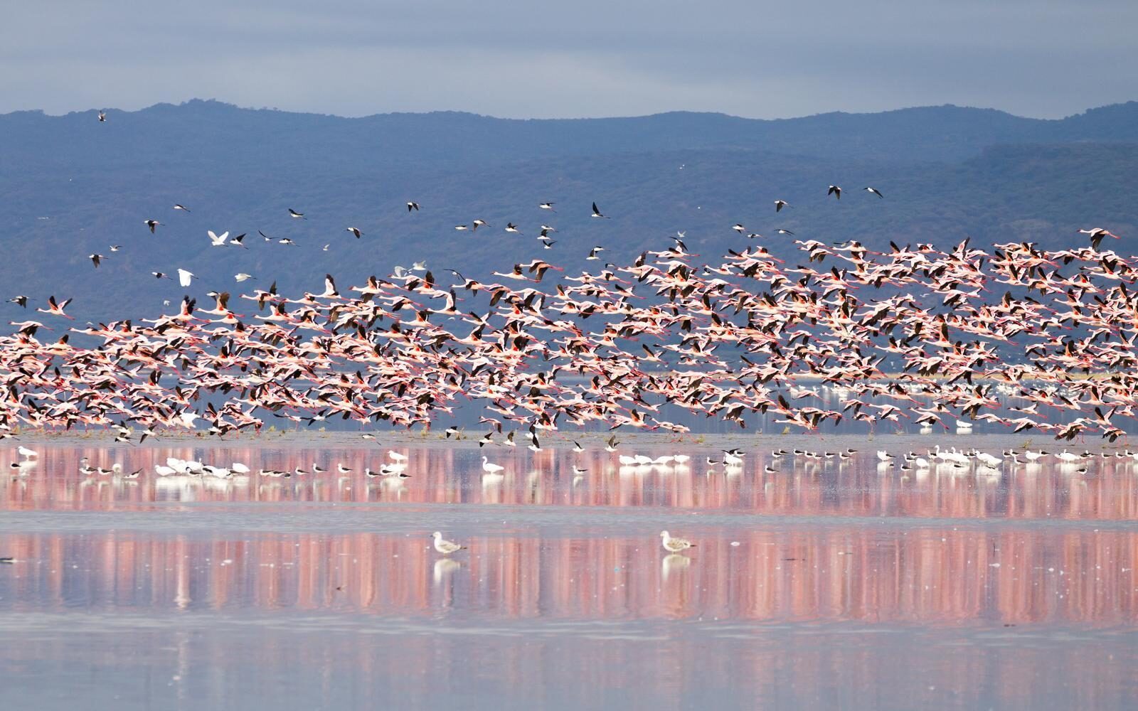 Watch flamingoes in Lake Manyara, Tanzania