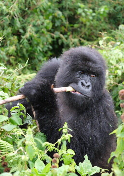 A gorilla in the forest chewing a piece of wood