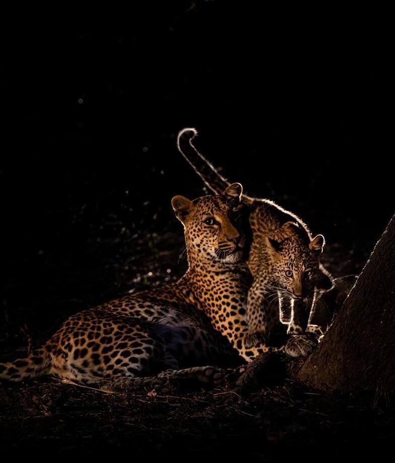 Youx27;ll see animals of all sizes, from big cats to tiny bush babies