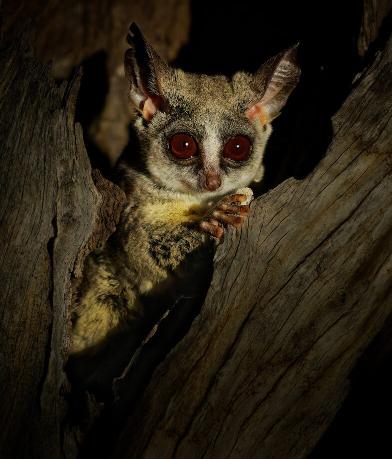 Youx27;ll see animals of all sizes, from big cats to tiny bush babies